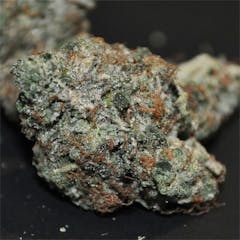 User uploaded image of Black Tuna