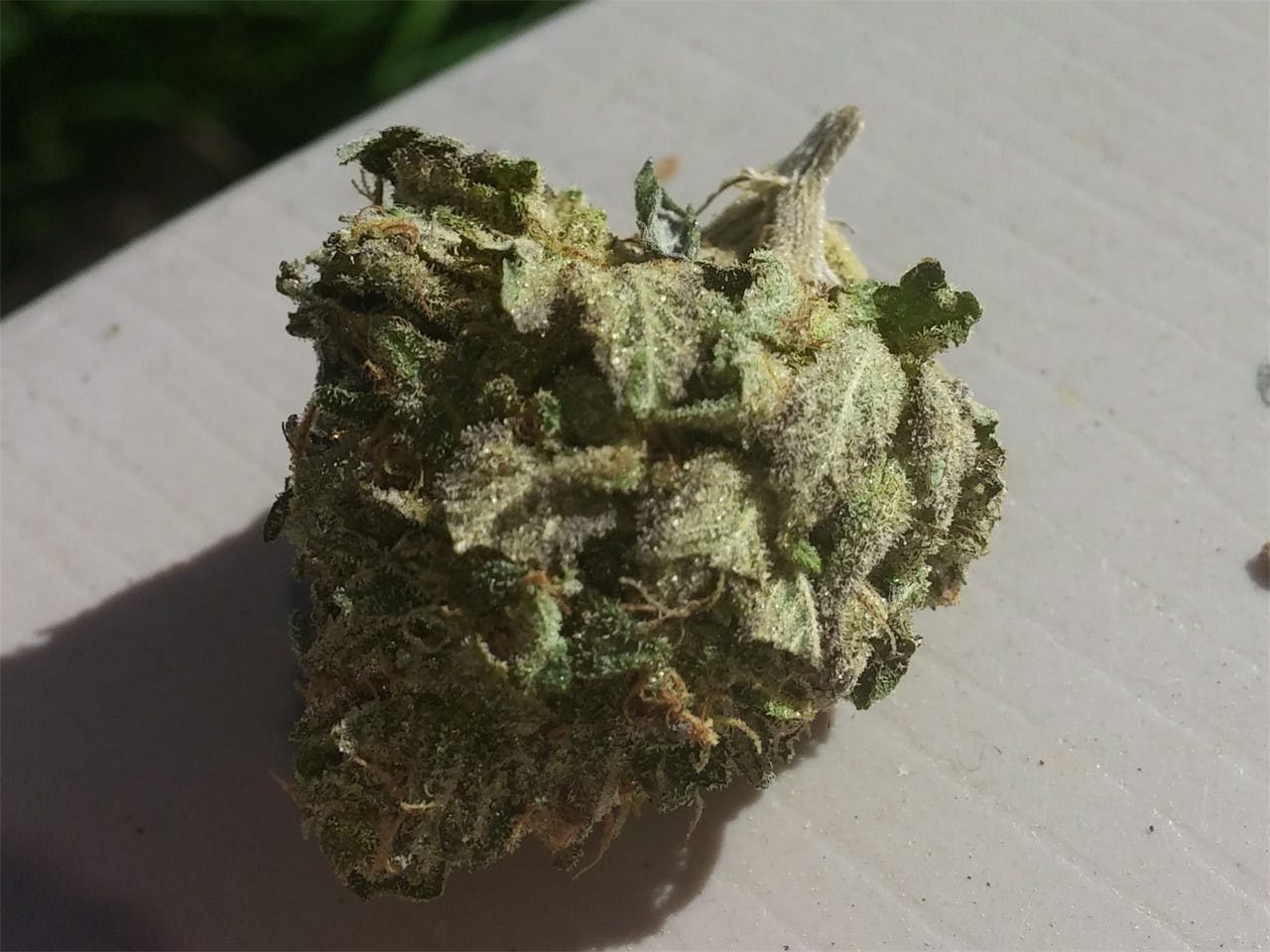 Photos of Black Tuna Weed Strain Buds Leafly