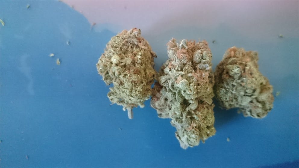 Photos of Black Tuna Weed Strain Buds Leafly