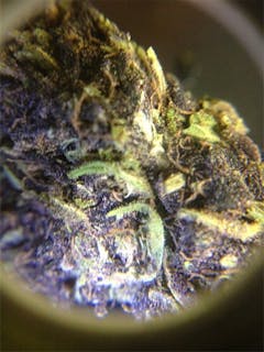 User uploaded image of Black Velvet