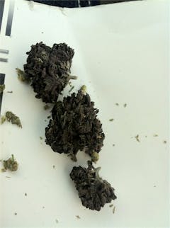 User uploaded image of Black Velvet