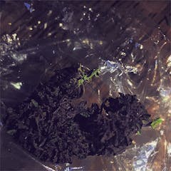 User uploaded image of Black Velvet