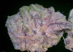 User uploaded image of Blackberry Bubble