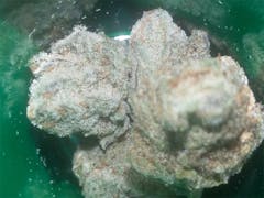 User uploaded image of Blackberry Bubble