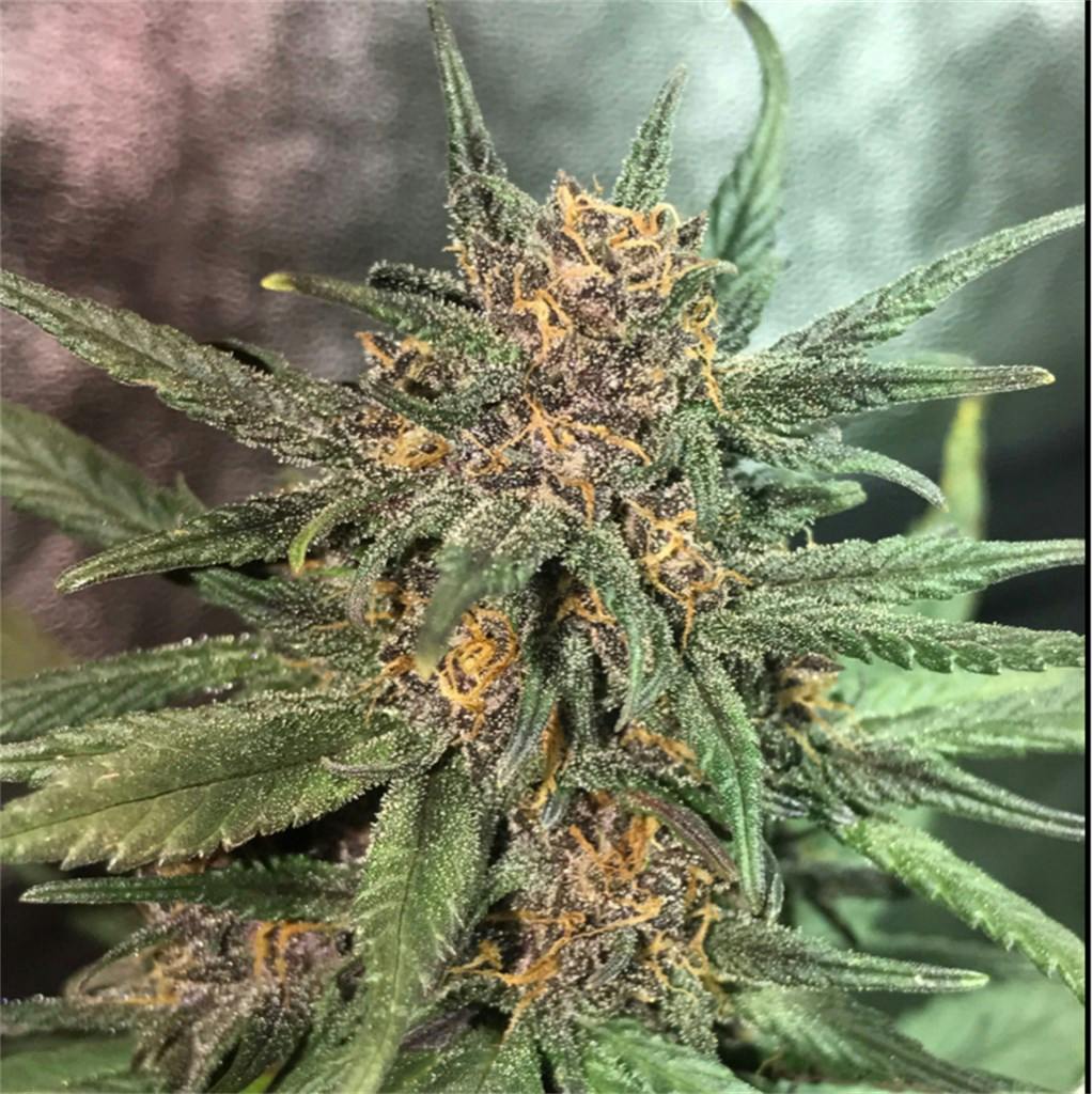 Blackberry Cream aka Blackberry Creme Weed Strain Information Leafly