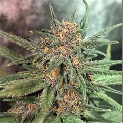 User uploaded image of Blackberry Cream