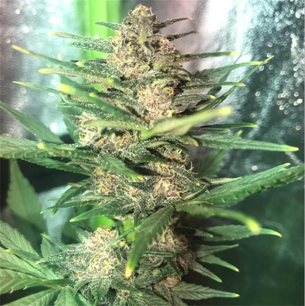 Blackberry Cream aka Blackberry Creme Marijuana Strain Information Leafly