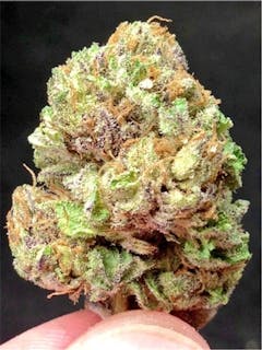User uploaded image of Blackberry Hashplant