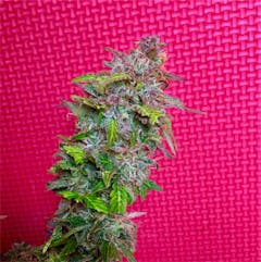 User uploaded image of Blackberry Kush