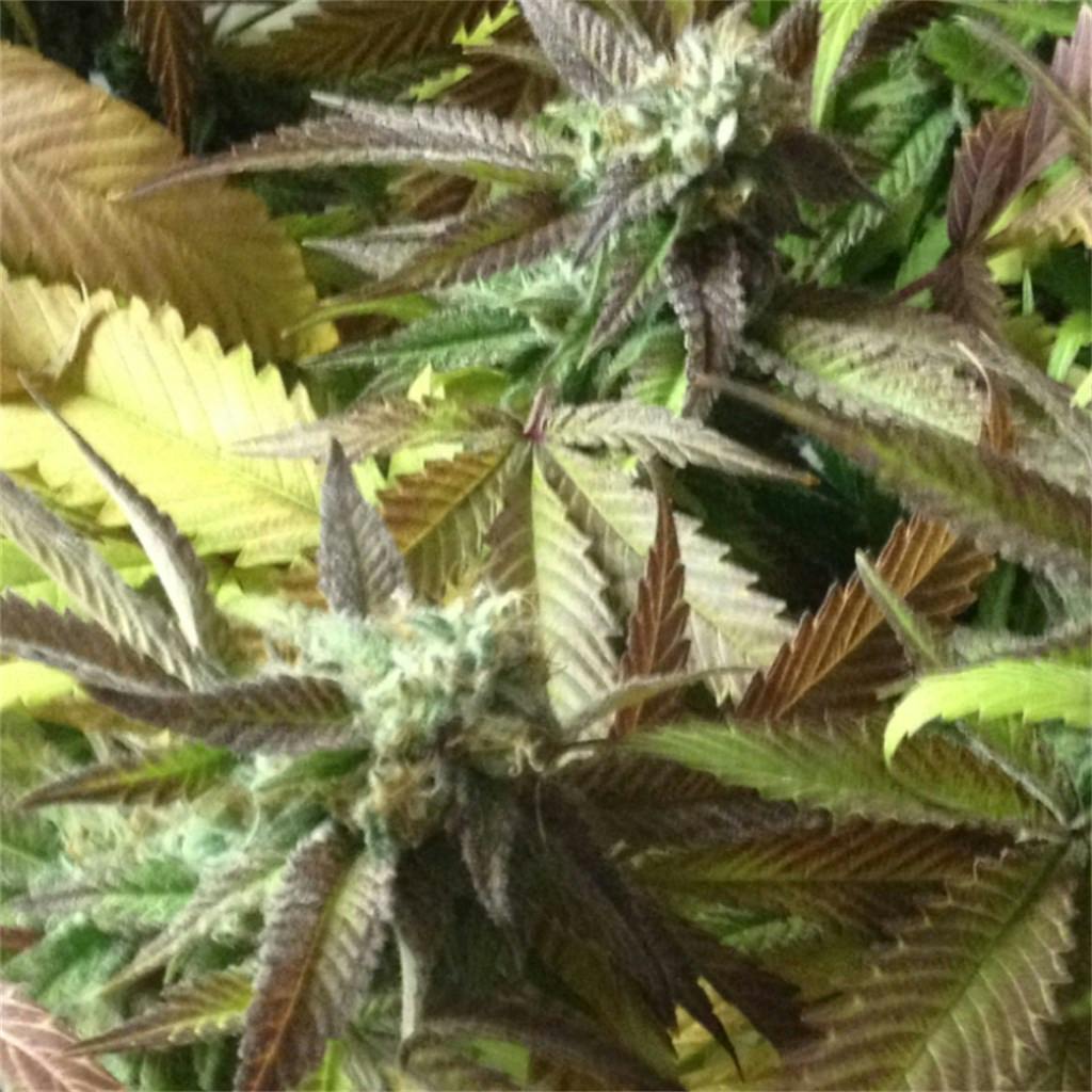 Blackberry Kush aka BBK, Auto Blackberry Kush Weed Strain Information Leafly