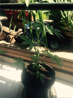 User uploaded image of Blackberry Lime Haze