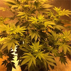 User uploaded image of Blackberry Rhino