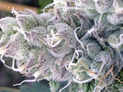 User uploaded image of Blissful Wizard