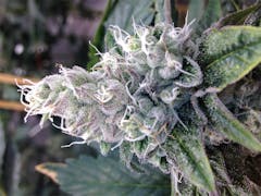 User uploaded image of Blissful Wizard