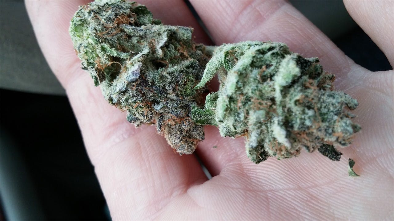 Blockhead Weed Strain Information Leafly