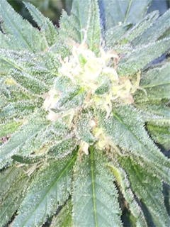 User uploaded image of Blockhead