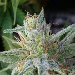 User uploaded image of Bloo's Kloos