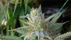 User uploaded image of Bloo's Kloos