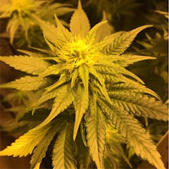 User uploaded image of Bloodhound