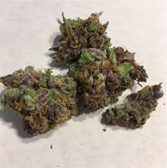 User uploaded image of Bloodhound