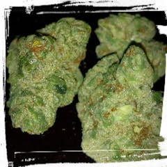 User uploaded image of Bloodhound