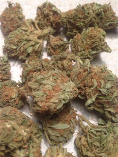 User uploaded image of Blowfish