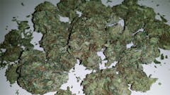 User uploaded image of Blowfish