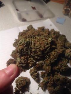 User uploaded image of Blowfish