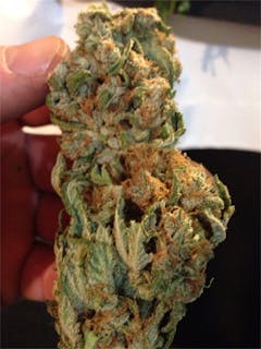 User uploaded image of Blue Afghani