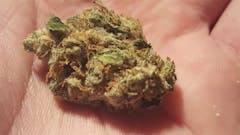 User uploaded image of Blue Afghani