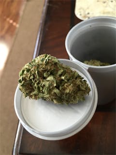 User uploaded image of Blue Afghani