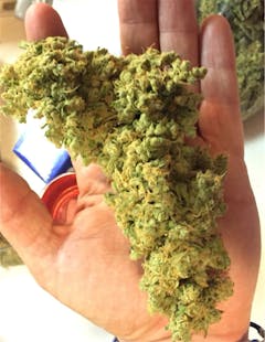 User uploaded image of Blue Alien