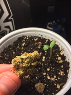 User uploaded image of Blue Blood