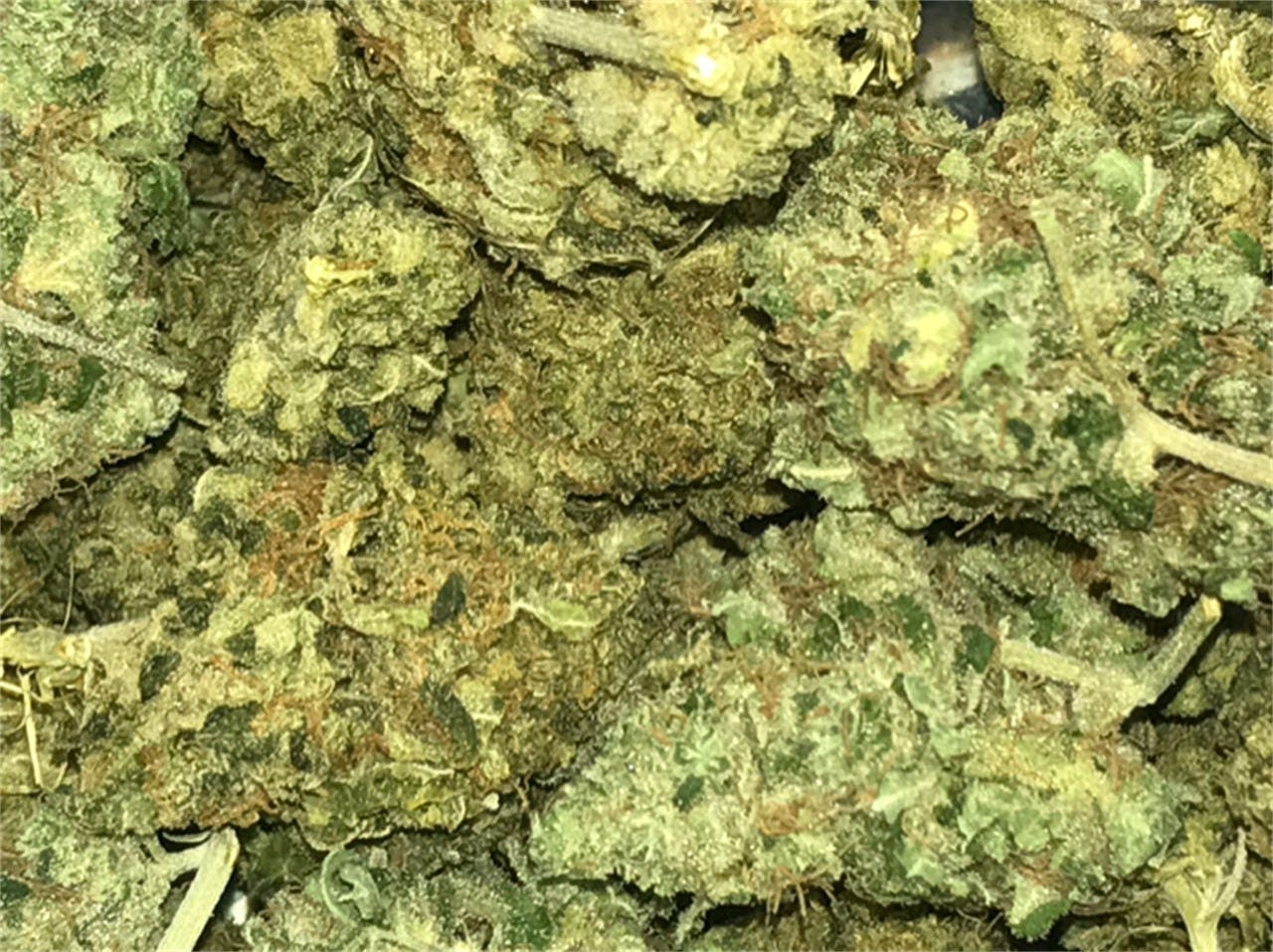 Blue Buddha Weed Strain Information Leafly