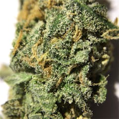 User uploaded image of Blue Champagne