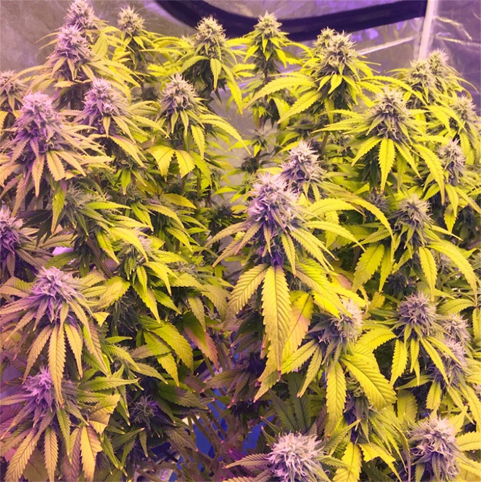 Photos of Blue Cheese Weed Strain Buds Leafly