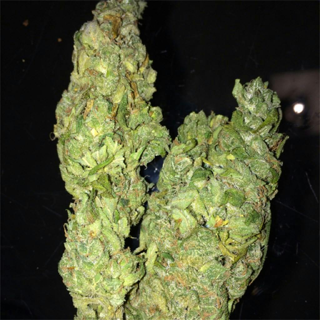 Photos of Blue Cheese Weed Strain Buds Leafly