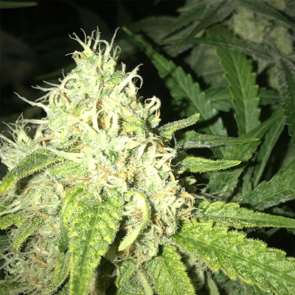 Blue Cheese Weed Strain Information Leafly