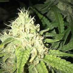 User uploaded image of Blue Cheese