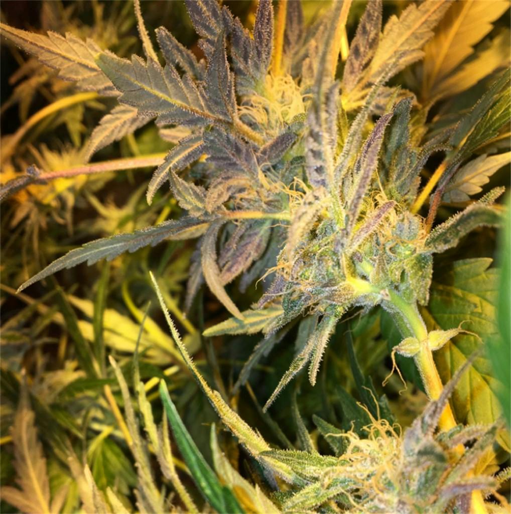 Photos of Blue Cheese Weed Strain Buds Leafly