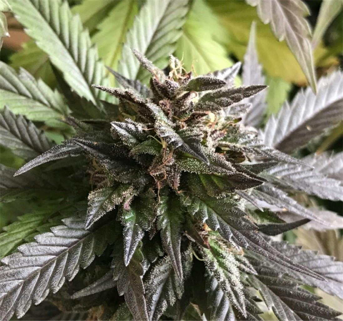 Blue Cheese Weed Strain Information Leafly