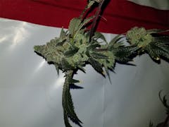 User uploaded image of Blue Cookies