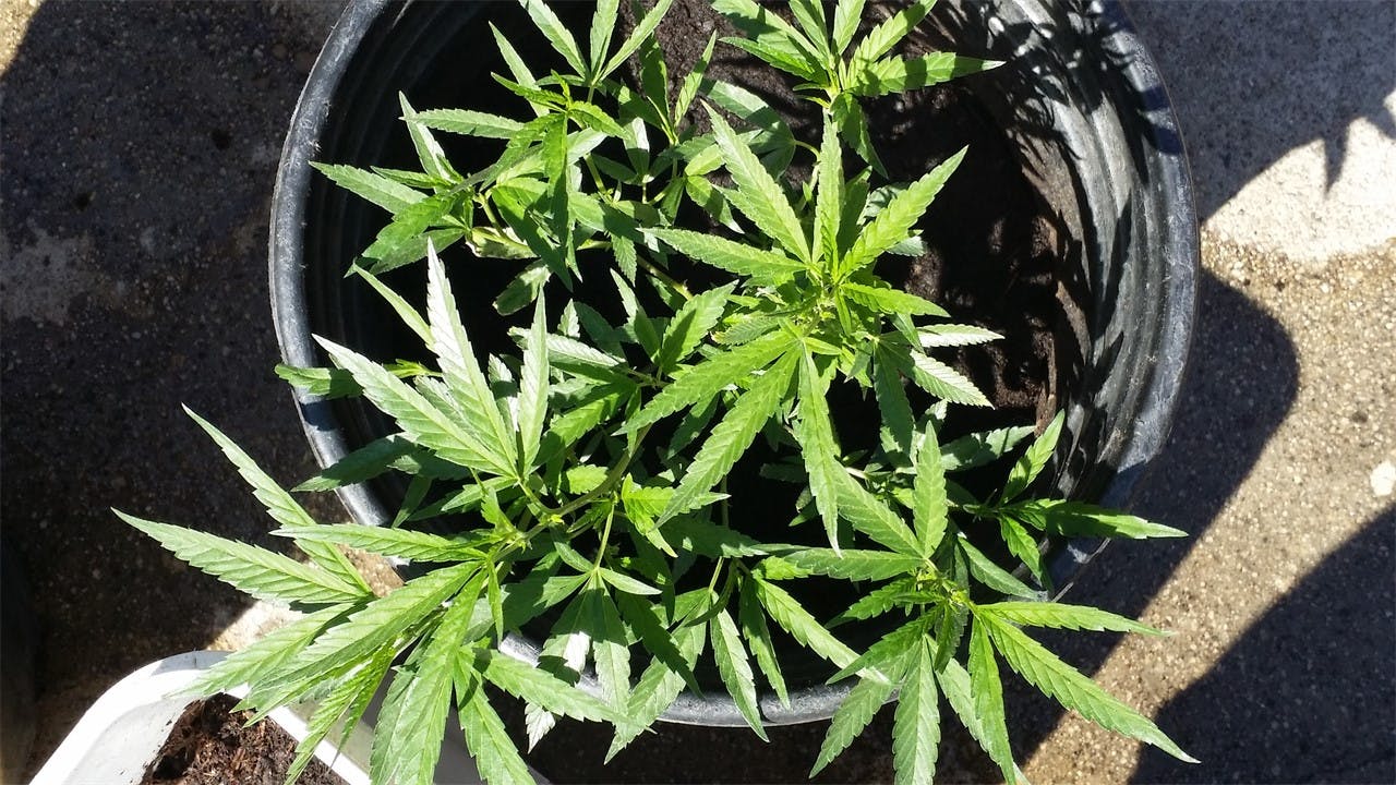 Blue Diamond Weed Strain Information Leafly