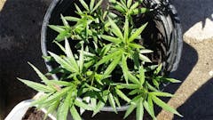 User uploaded image of Blue Diamond