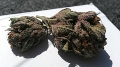 User uploaded image of Blue Diesel