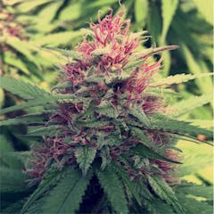 User uploaded image of Blue Diesel