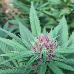 User uploaded image of Blue Diesel