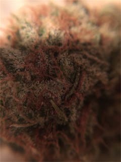 User uploaded image of Blue Dot