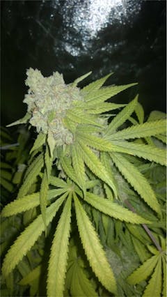 User uploaded image of Blue Dot