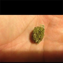 User uploaded image of Blue Dragon